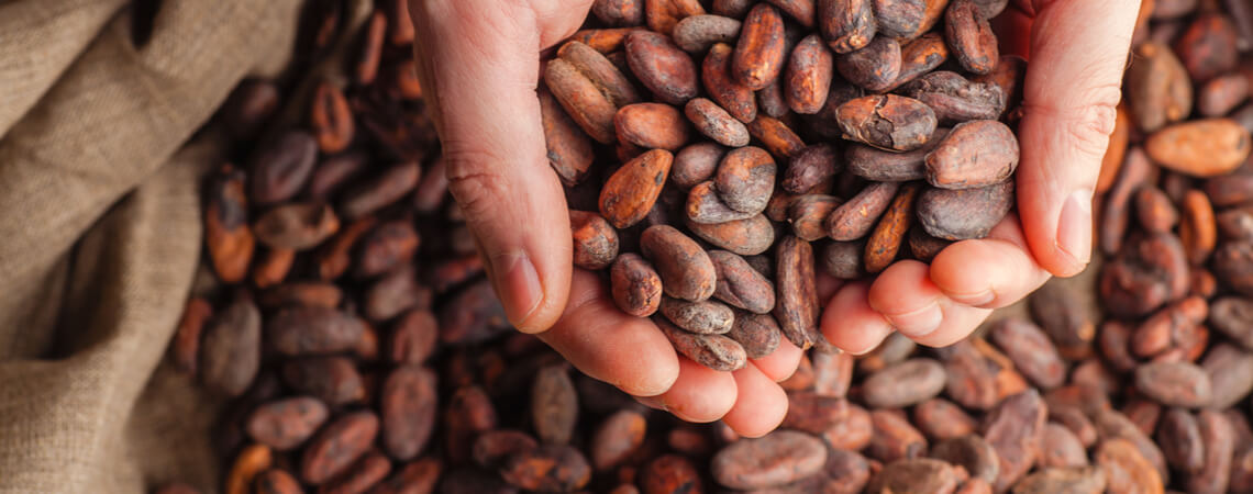 Hände halten Kakao-Bohnen