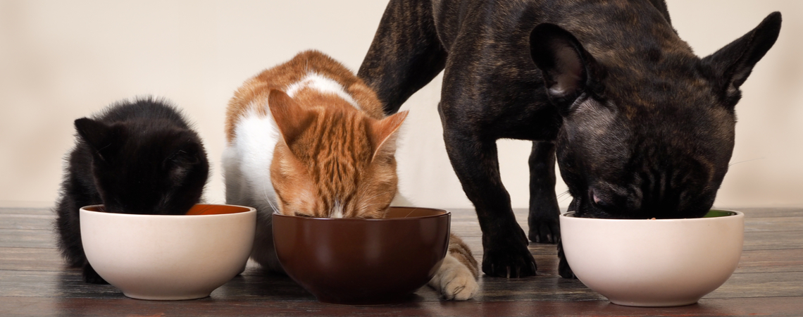 Zwei Katzen und ein Hund fressen aus Schalen