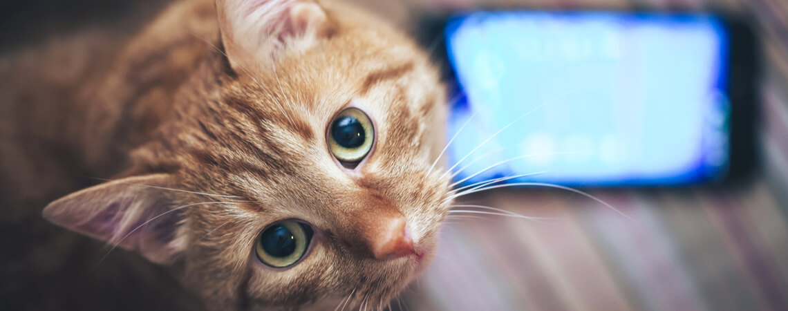 Katze und Smartphone-Display