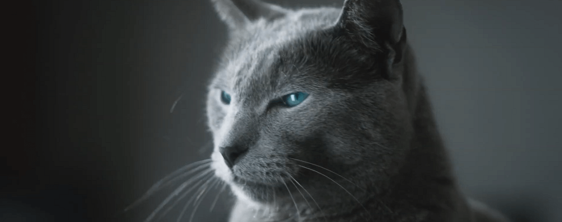 Britisch-Kurzhaar-Katze aus Galaxus-Werbespot