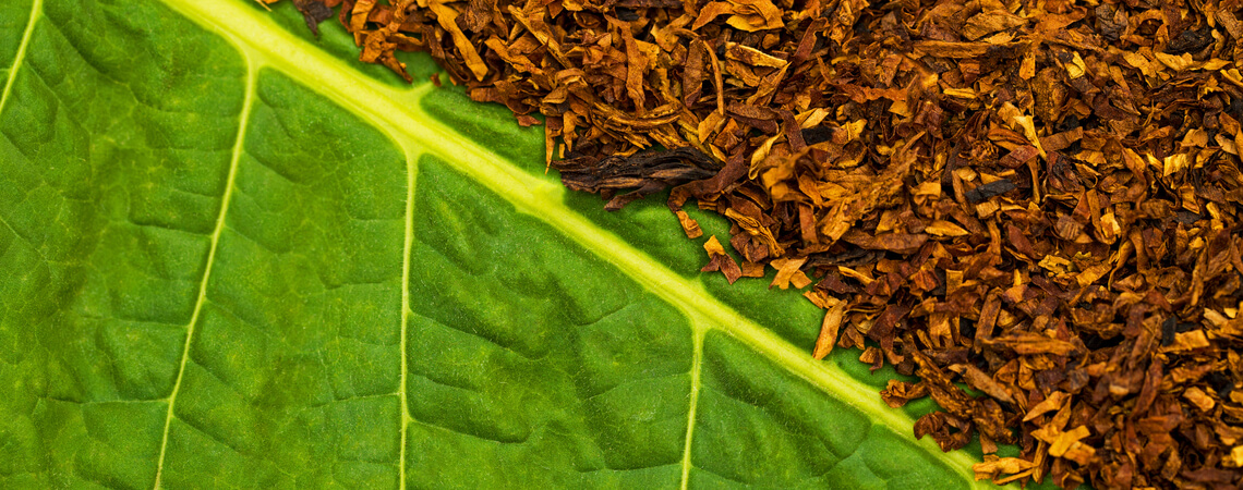 Tabakblatt und getrockneter Tabak