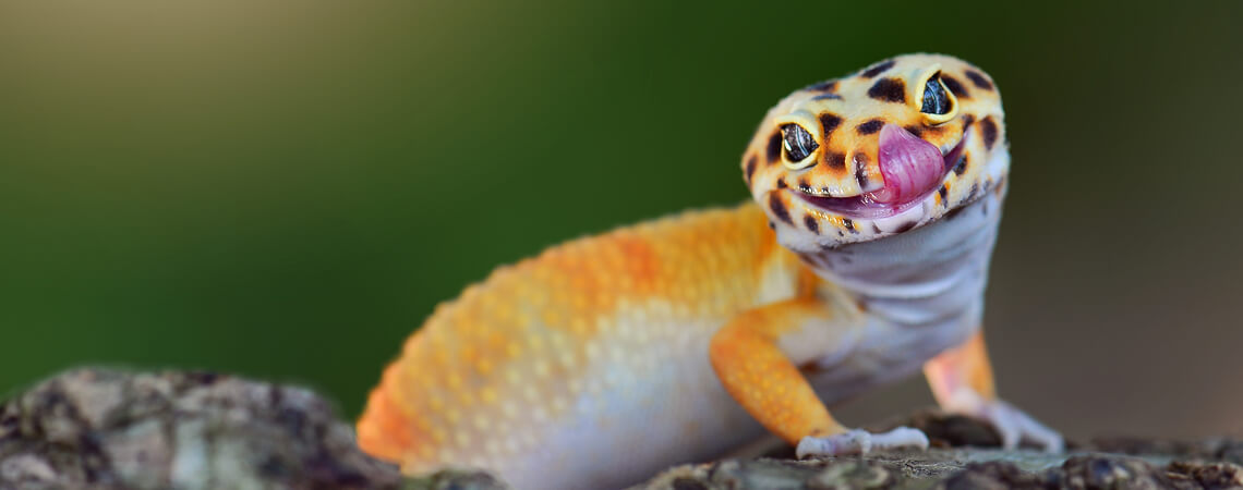 Gecko auf Ast