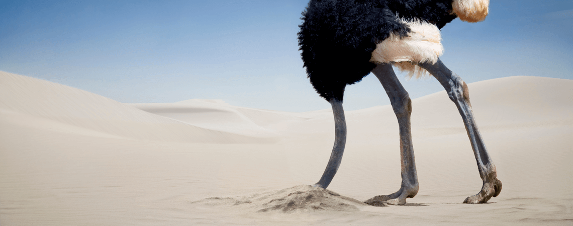 Vogel Strauß steckt Kopf in den Sand