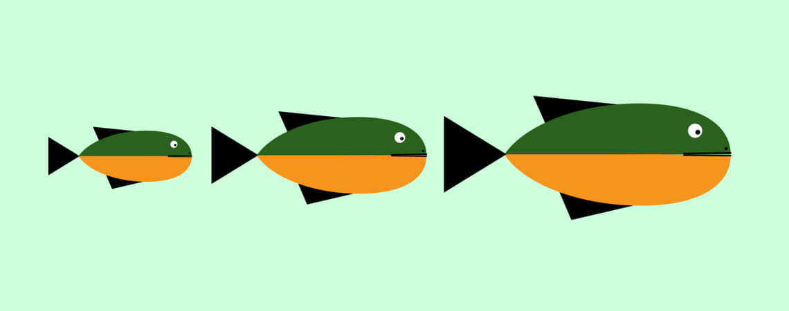 Drei Fische in unterschiedlichen Größen
