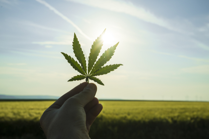 Hand hält Cannabis-Blatt ins Sonnenlicht