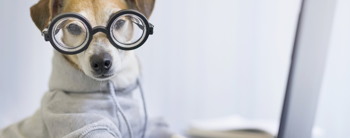 Hund mit Hoody und Brille, der am Rechner Hundesachen erledigt.