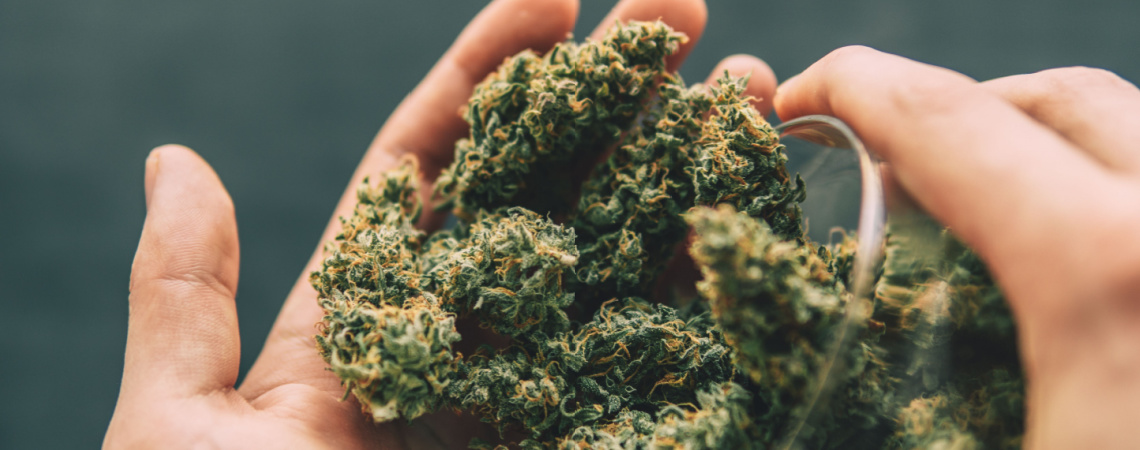 Cannabisblüten in Händen