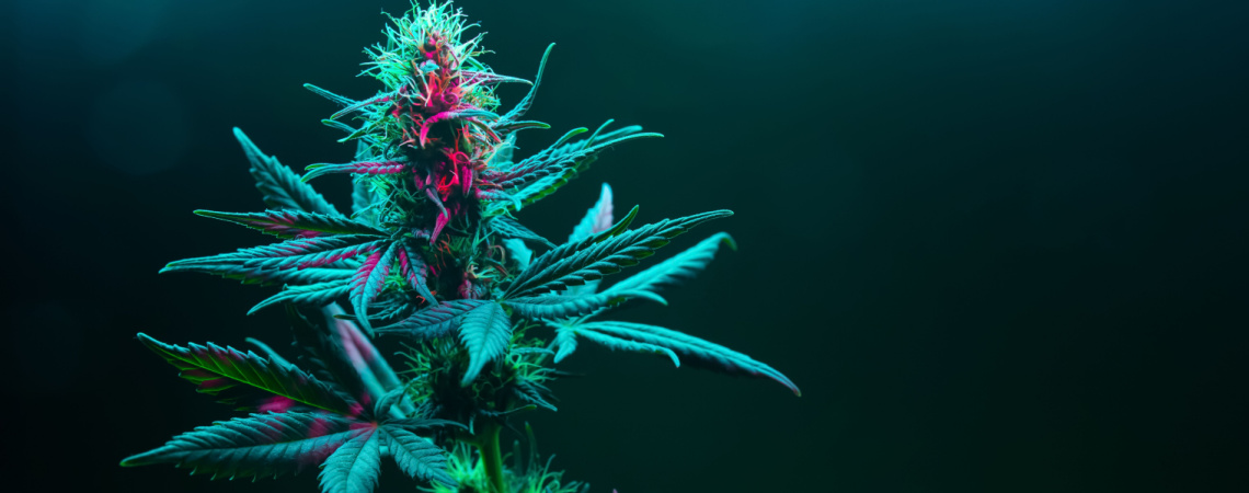 Cannabis blühende Pflanze auf dunkelgrünem Hintergrund