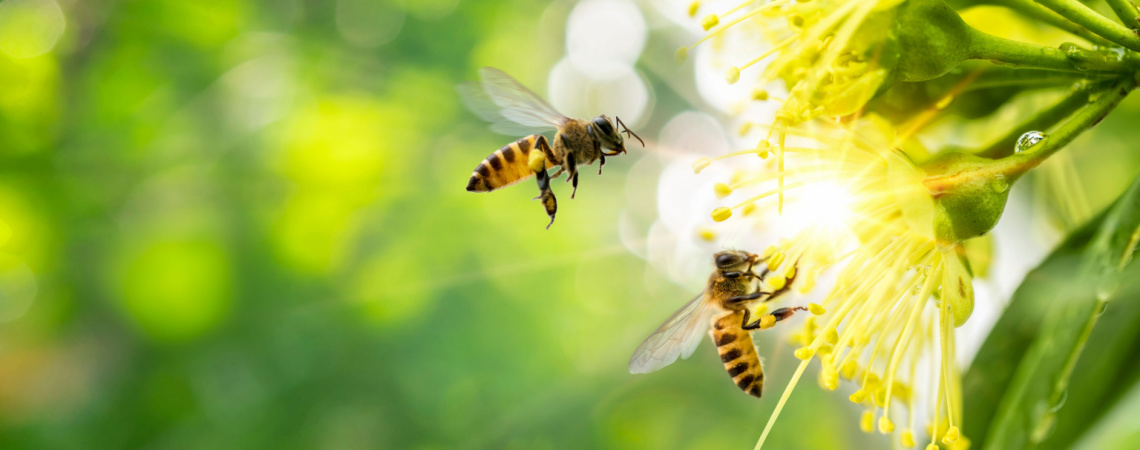 Bienen ernten Nektar