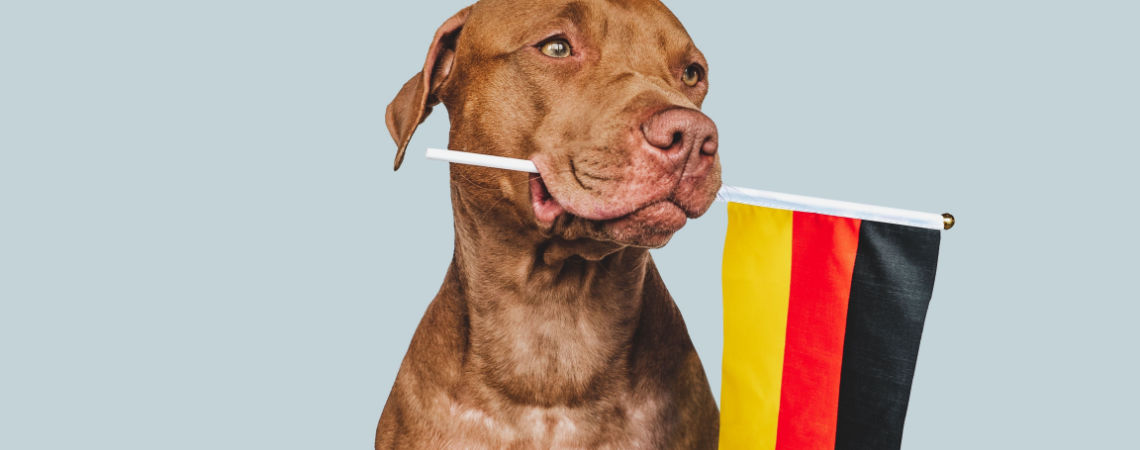 Hund mit Deutschland-Flagge im Maul