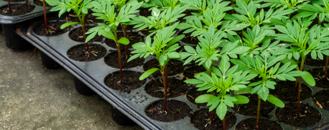 Kleine Cannabis-Pflanzen in Anzuchttöpfen